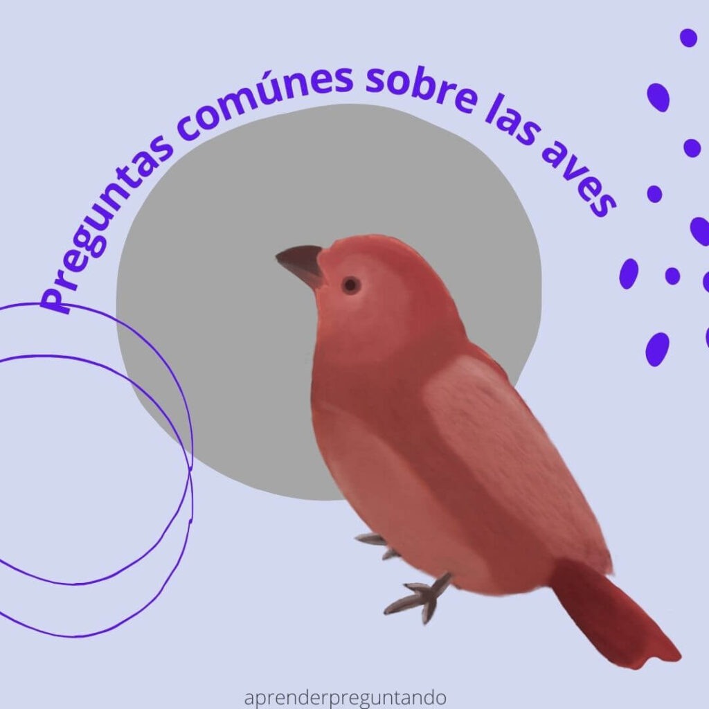 Preguntas comunes sobre las aves (1)