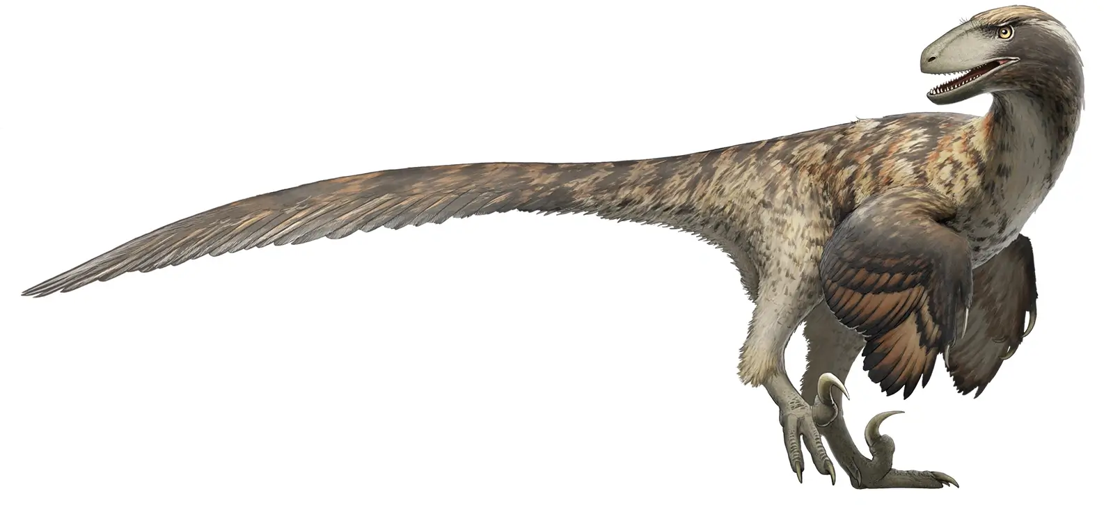 Deinonychus