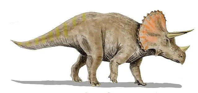 Triceratops 