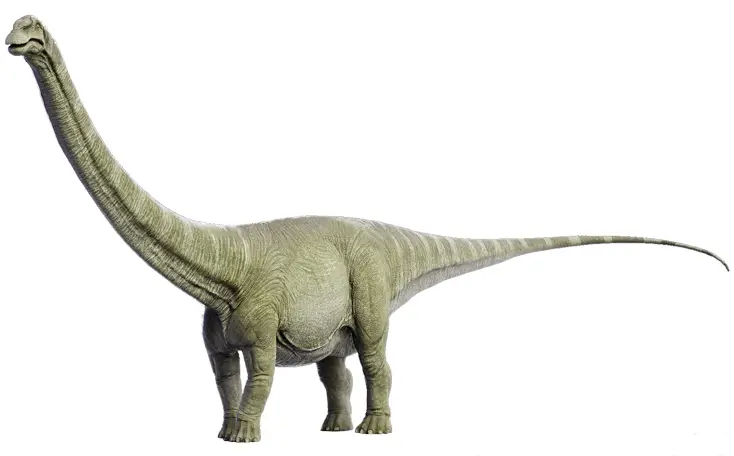 Diplodocus carnegii