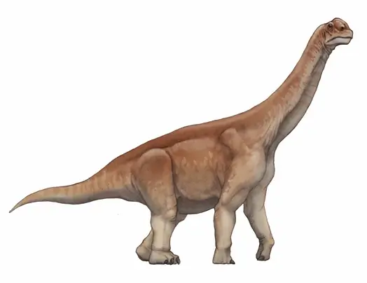 Camarasaurus