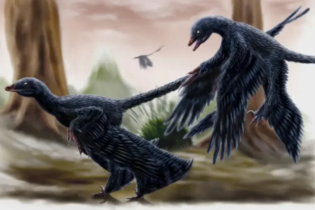 Microraptor