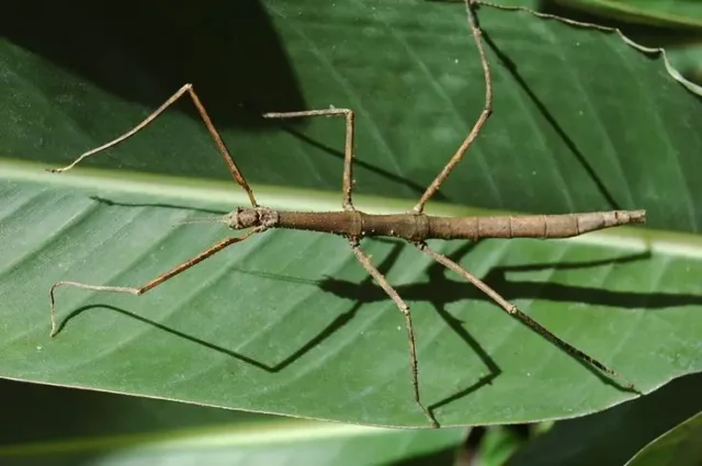 ¿El insecto palo es un bicho?