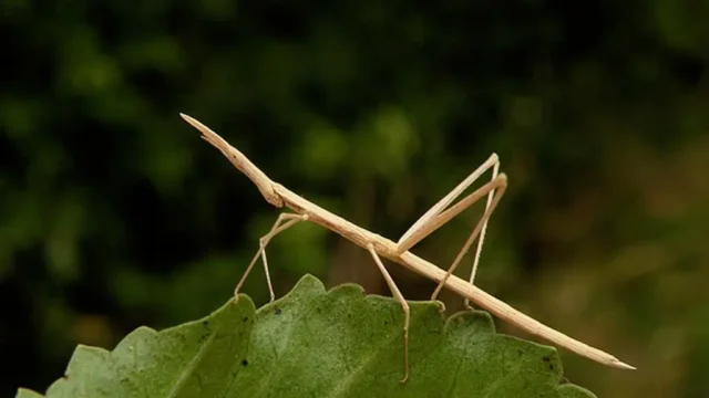 ¿El insecto palo es un bicho?