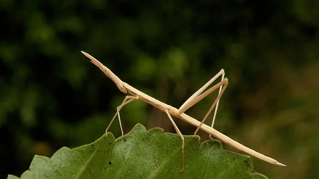 Conociendo al Insecto palo